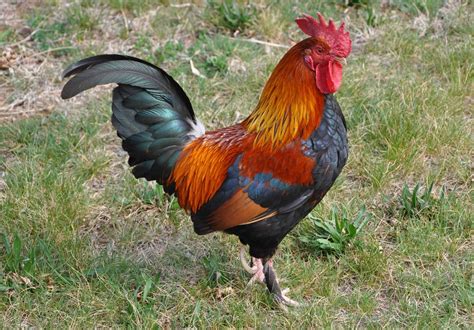 Nov 28, 2023 · The word "rooster" (鸡, jī) in Chinese has pronunciation similar to that for "luck" (吉, jí). It's believed that before it was domesticated by people, the rooster belonged to the same family as the phoenix. Roosters are beautiful, with red comb, colorful feathers and golden tail. So at first people called them ji (吉, meaning luck) and ... 